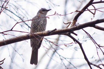 ヒヨドリ 発寒河畔公園(札幌市西区) 2021年4月3日(土)