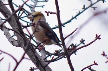 シメ 発寒河畔公園(札幌市西区) 2021年4月3日(土)