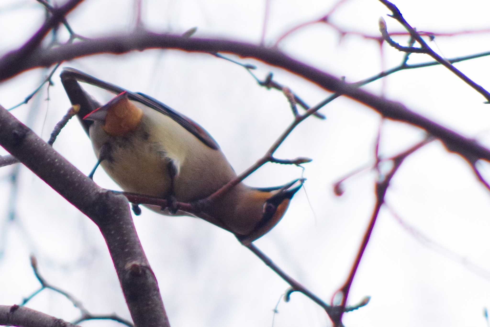 発寒河畔公園(札幌市西区) ヒレンジャクの写真 by 98_Ark (98ｱｰｸ)