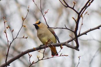 ヒレンジャク 発寒河畔公園(札幌市西区) 2021年4月3日(土)