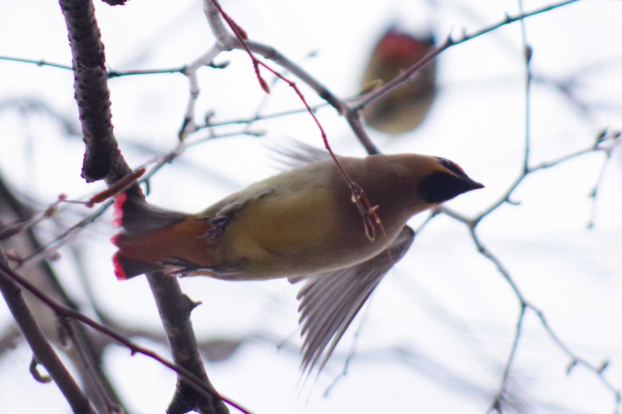 発寒河畔公園(札幌市西区) ヒレンジャクの写真 by 98_Ark (98ｱｰｸ)