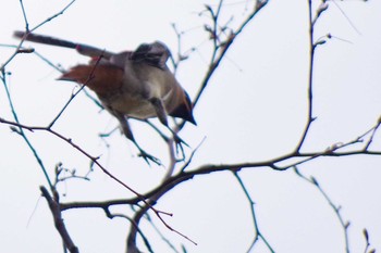 2021年4月3日(土) 発寒河畔公園(札幌市西区)の野鳥観察記録