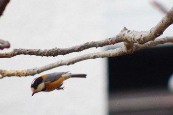 Sat, 4/3/2021 Birding report at 西野緑道(札幌市西区)