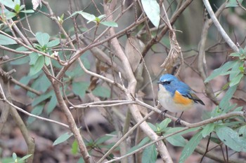 Red-flanked Bluetail Unknown Spots Unknown Date