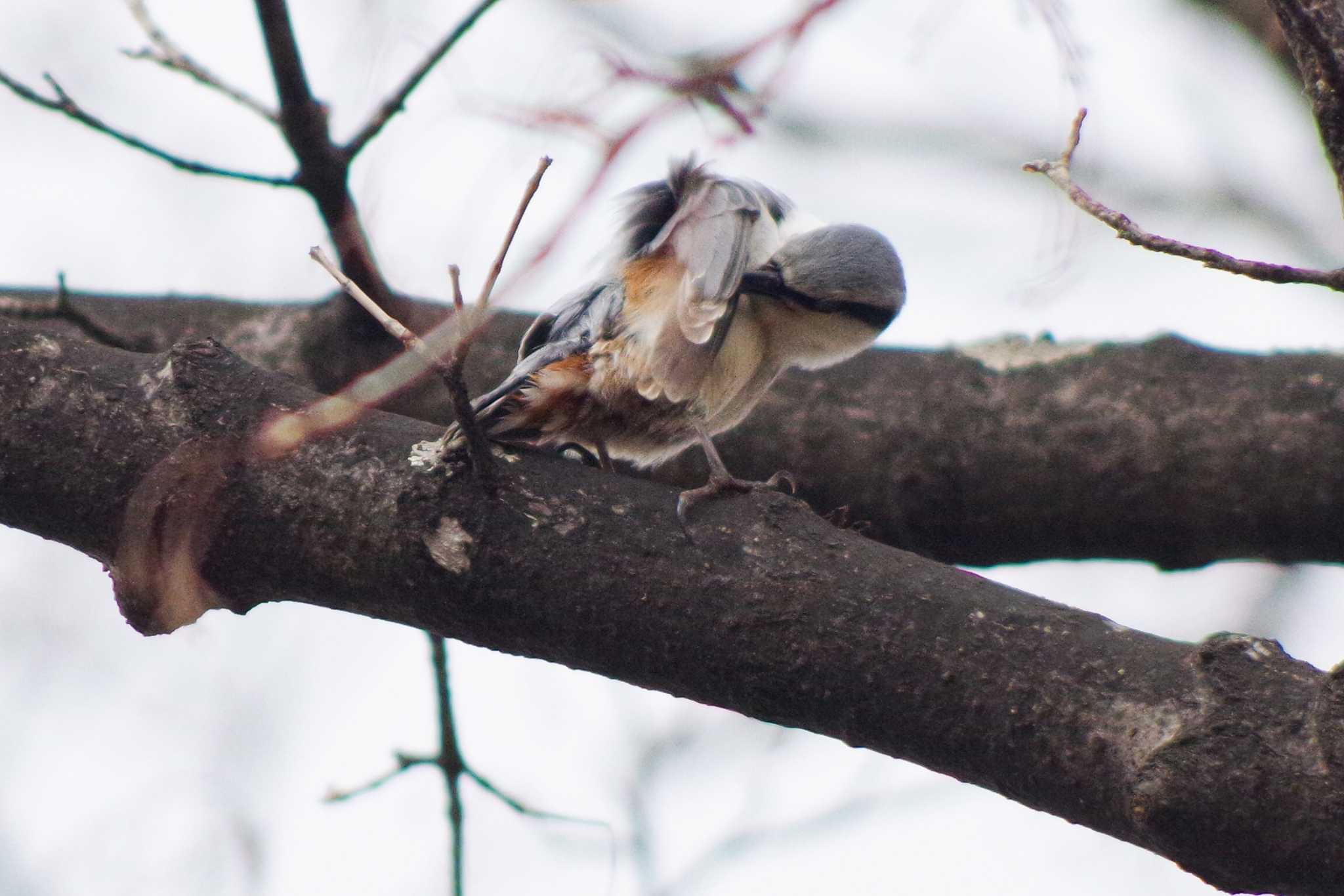 Photo of Eurasian Nuthatch(asiatica) at 西野緑道(札幌市西区) by 98_Ark (98ｱｰｸ)