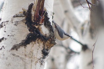 Eurasian Nuthatch(asiatica) 西野緑道(札幌市西区) Sat, 4/3/2021