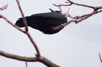 Carrion Crow 西野緑道(札幌市西区) Sat, 4/3/2021