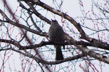 Brown-eared Bulbul 西野緑道(札幌市西区) Sat, 4/3/2021