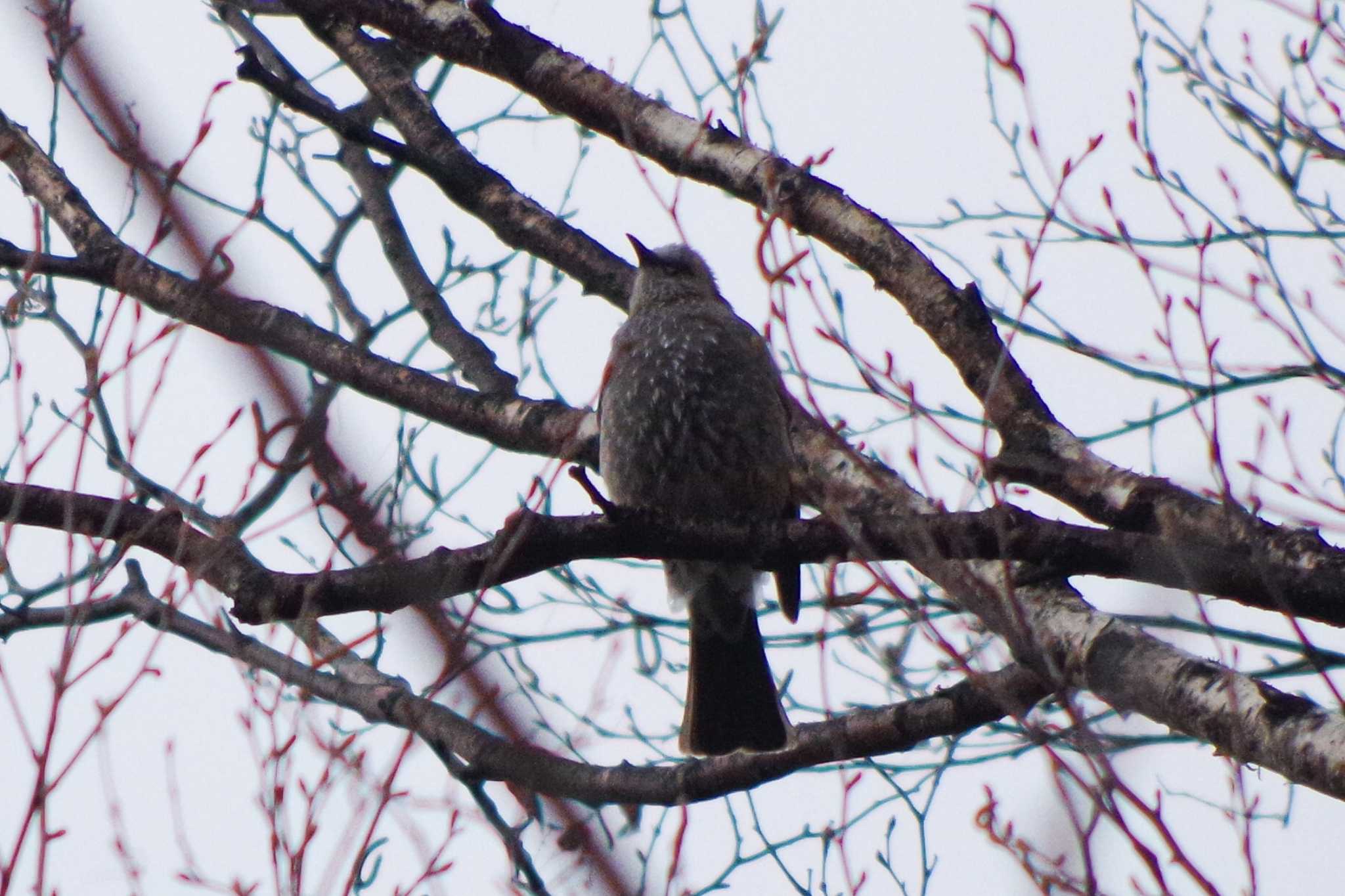 Photo of Brown-eared Bulbul at 西野緑道(札幌市西区) by 98_Ark (98ｱｰｸ)