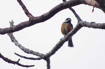 Varied Tit 西野緑道(札幌市西区) Sat, 4/3/2021