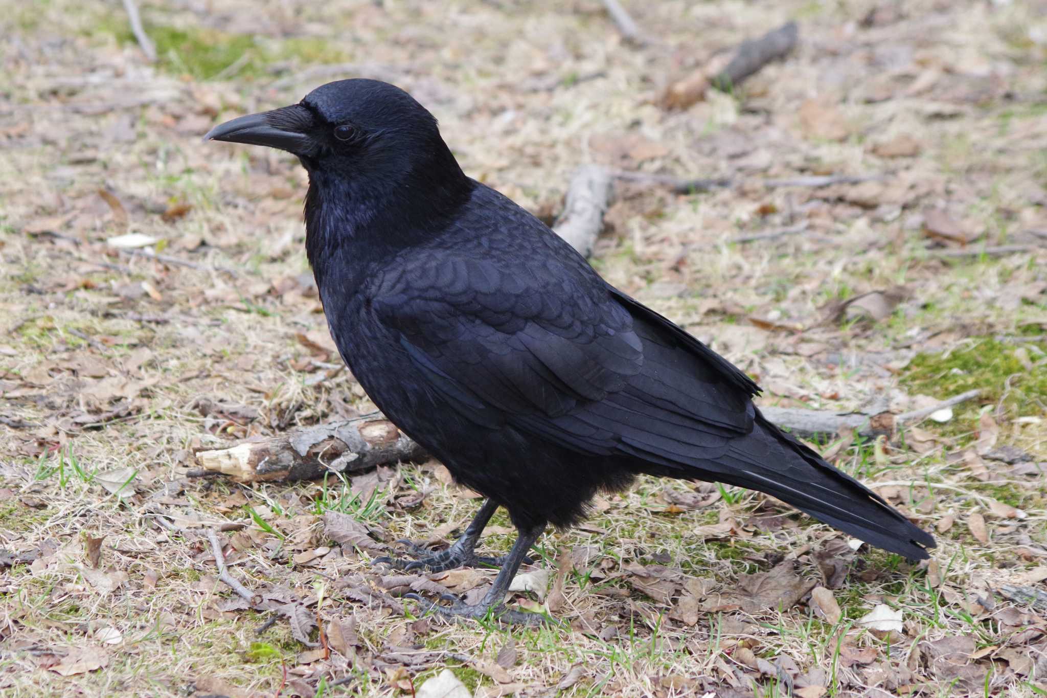 Photo of Carrion Crow at 発寒川公園(札幌市西区) by 98_Ark (98ｱｰｸ)