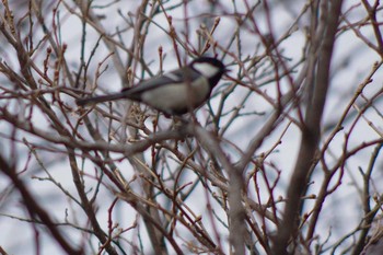 Japanese Tit 西野緑道(札幌市西区) Sat, 4/3/2021