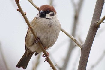 Eurasian Tree Sparrow 発寒川公園(札幌市西区) Sat, 4/3/2021