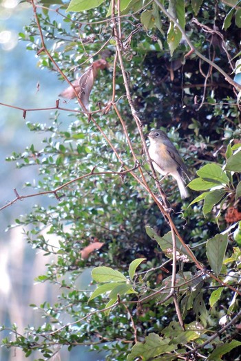 Red-flanked Bluetail Unknown Spots Unknown Date