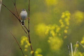 セッカ 多摩川 2021年4月2日(金)