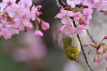 未同定 場所が不明 2021年2月27日(土)