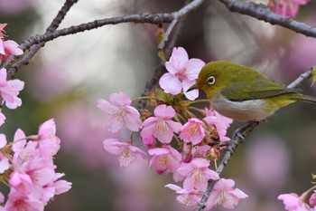 未同定 場所が不明 2021年2月27日(土)