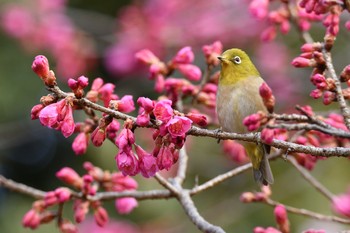 未同定 場所が不明 2021年2月27日(土)