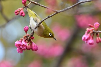 未同定 場所が不明 2021年2月27日(土)