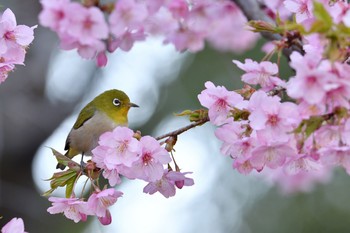 未同定 場所が不明 2021年2月27日(土)