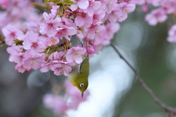 未同定 場所が不明 2021年2月27日(土)