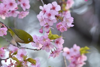 未同定 場所が不明 2021年2月27日(土)