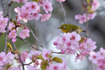 未同定 場所が不明 2021年2月27日(土)