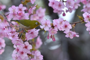 未同定 場所が不明 2021年2月27日(土)