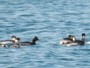 2017年2月16日(木) 敦賀 松原公園の野鳥観察記録