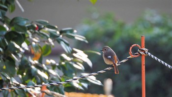 Daurian Redstart 下鴨神社 Sat, 3/27/2021