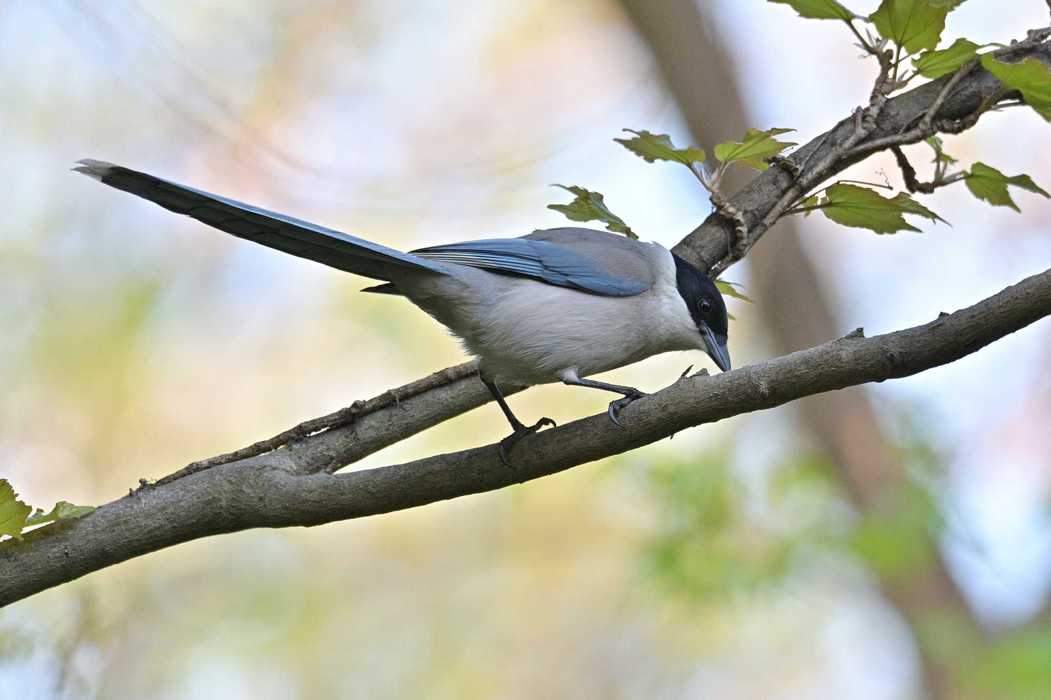 藤が丘公園 オナガの写真 by Tosh@Bird