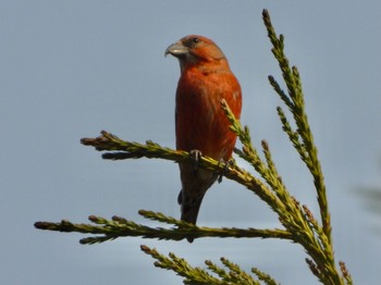 Red Crossbill 青森市野木和公園 Sat, 4/3/2021