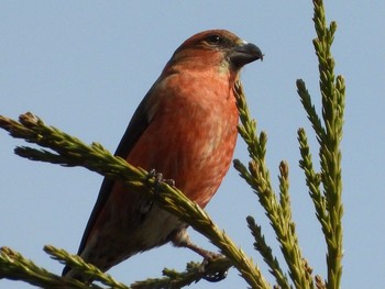 Red Crossbill 青森市野木和公園 Sat, 4/3/2021