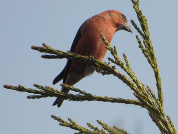 Red Crossbill 青森市野木和公園 Sat, 4/3/2021