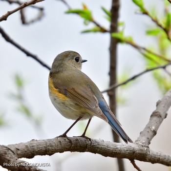 ルリビタキ 甲山森林公園 2021年4月3日(土)