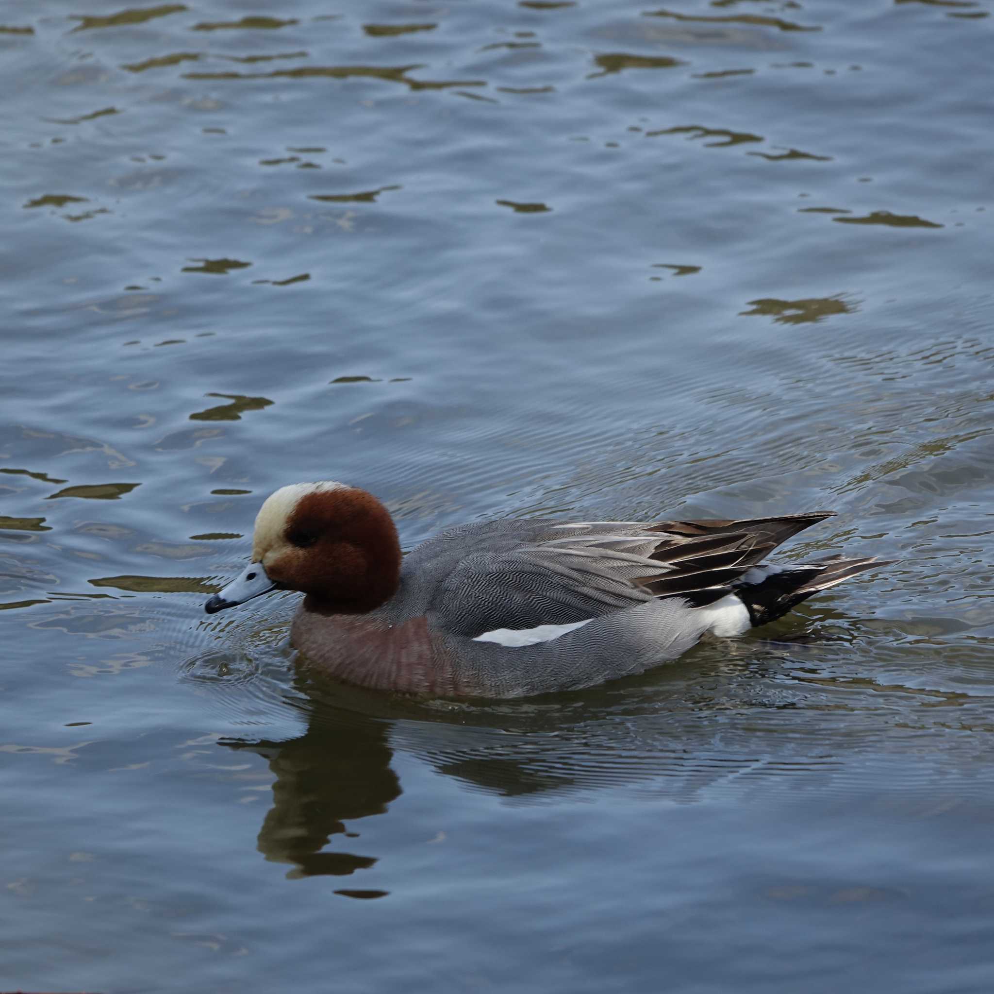 Photo of Eurasian Wigeon at 三島池(滋賀県米原市) by bmont520