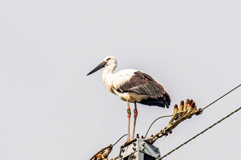 コウノトリ 明石市金ケ崎公園 2021年2月4日(木)