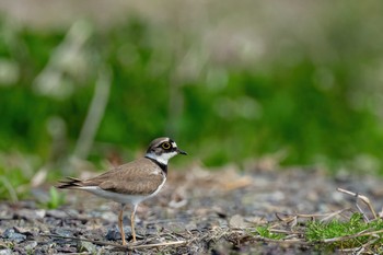 Little Ringed Plover 福岡県 鞍手町 Sat, 4/3/2021