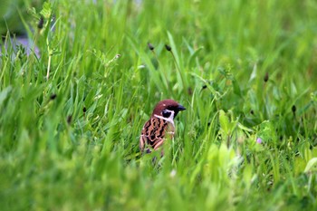 2021年4月3日(土) 横浜市の野鳥観察記録