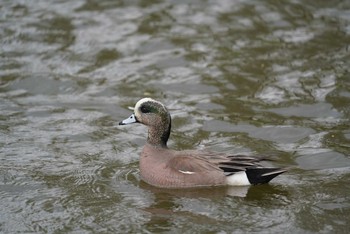 アメリカヒドリ 舎人公園 2021年4月4日(日)