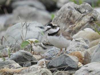 2021年4月3日(土) 鴨川の野鳥観察記録