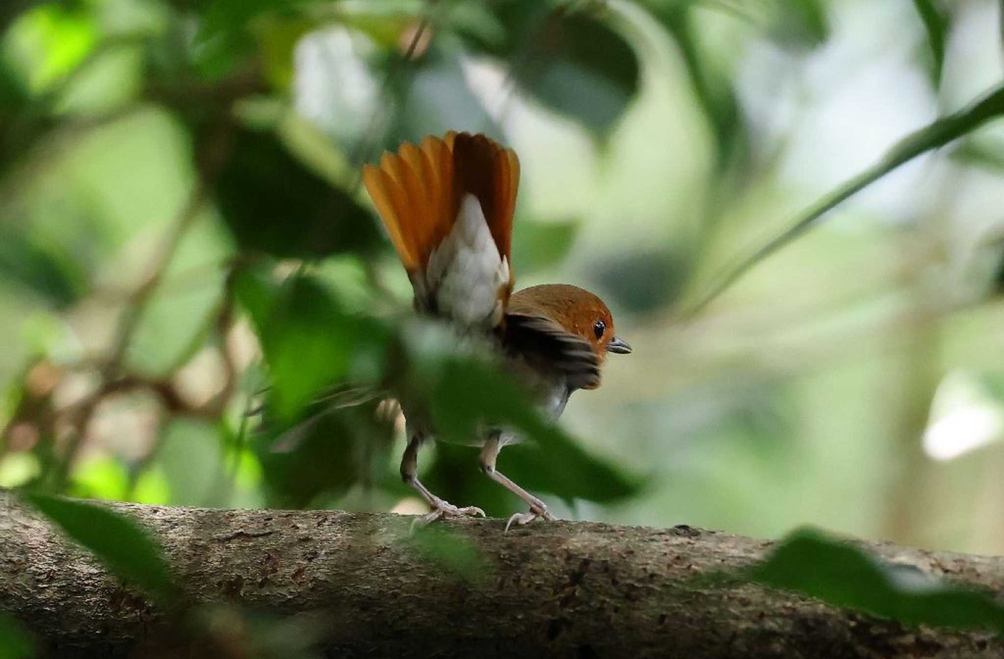 Photo of Izu Robin at  by Hokuto2000