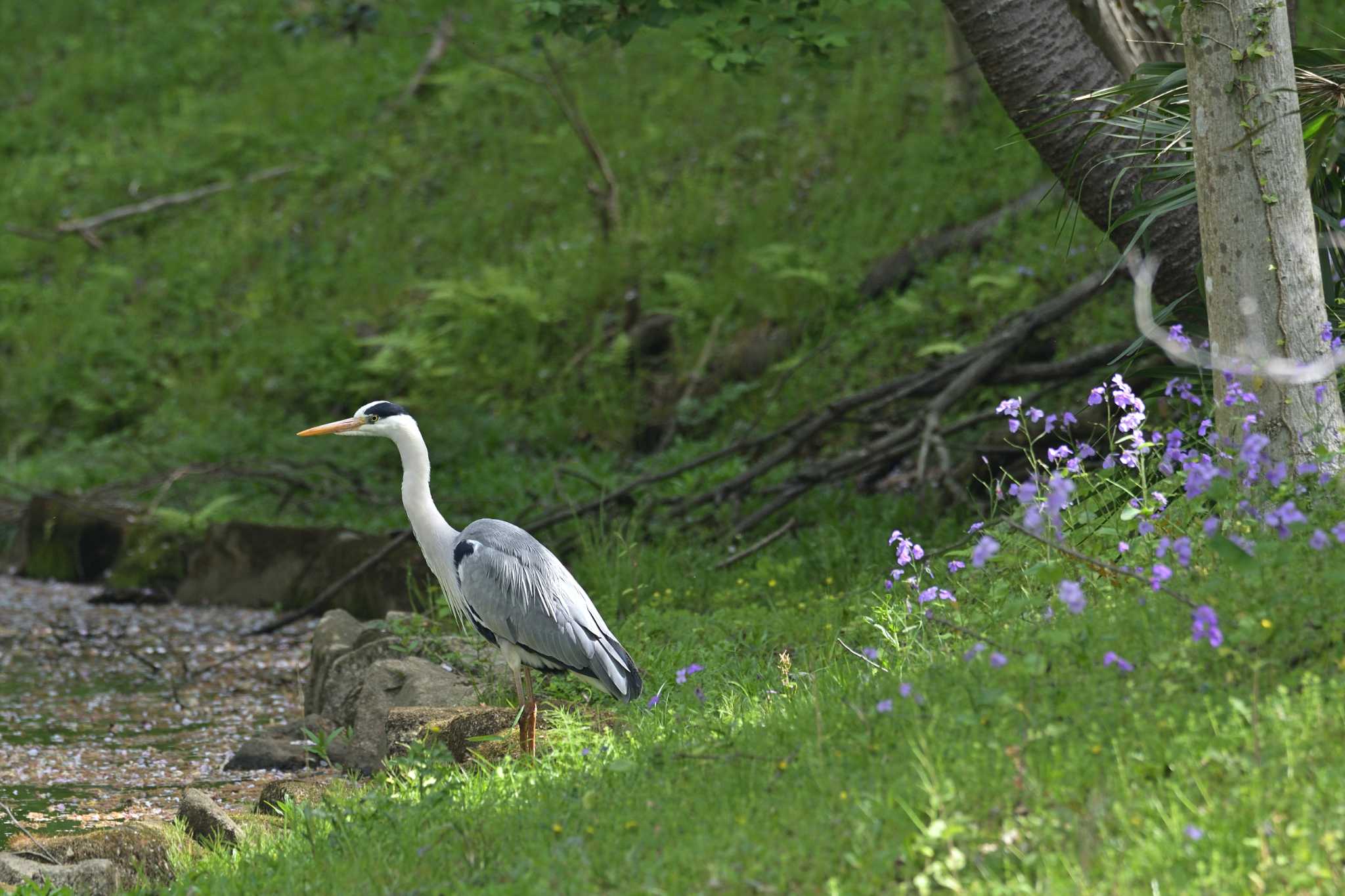 座間谷戸山公園 アオサギの写真 by Tosh@Bird