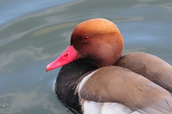 アカハシハジロ 弁天池公園(大阪府門真市) 2021年2月9日(火)