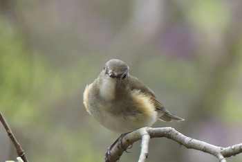 ルリビタキ 甲山森林公園 2021年4月3日(土)