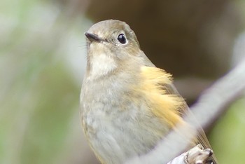 ルリビタキ 甲山森林公園 2021年4月3日(土)