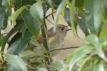 Red-flanked Bluetail 甲山森林公園 Sat, 4/3/2021