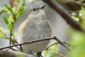 Red-flanked Bluetail 甲山森林公園 Sat, 4/3/2021