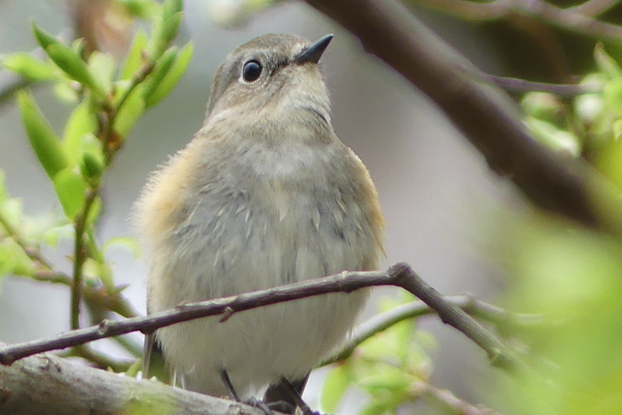 Photo of Red-flanked Bluetail at 甲山森林公園 by ちゃうちゃう