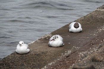 Black-headed Gull 東京都 Sun, 4/4/2021